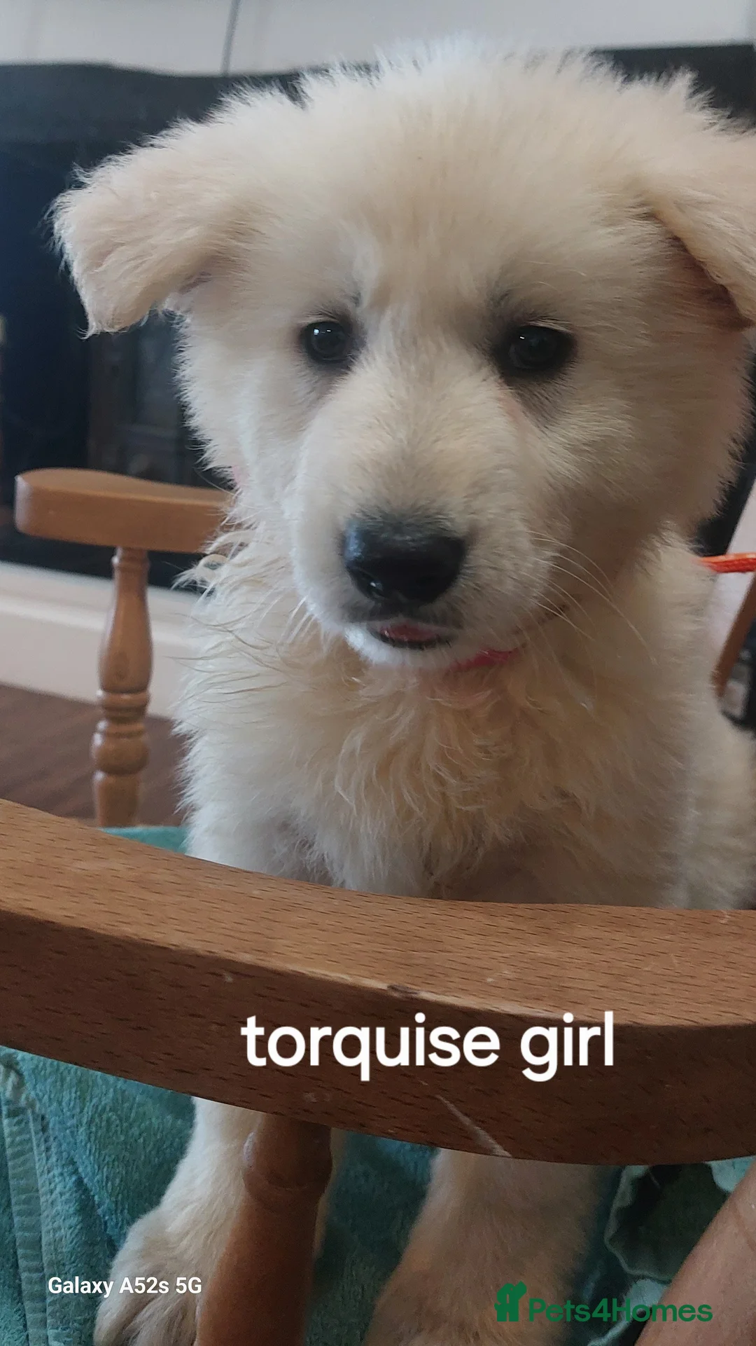 White Swiss Shepherd dogs for sale: Gorgeous white swiss shepherd puppies  - Advert 8