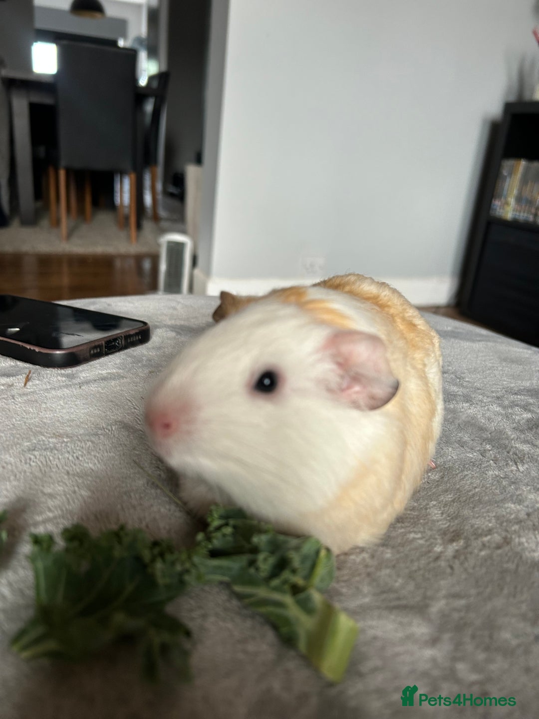 Guinea Pig rodents for sale: Guinea Pig Boars for Sale  - Image 3