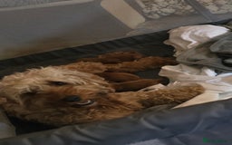 Cockapoo dogs for sale: Beautiful cockapoo puppies - Advert 11