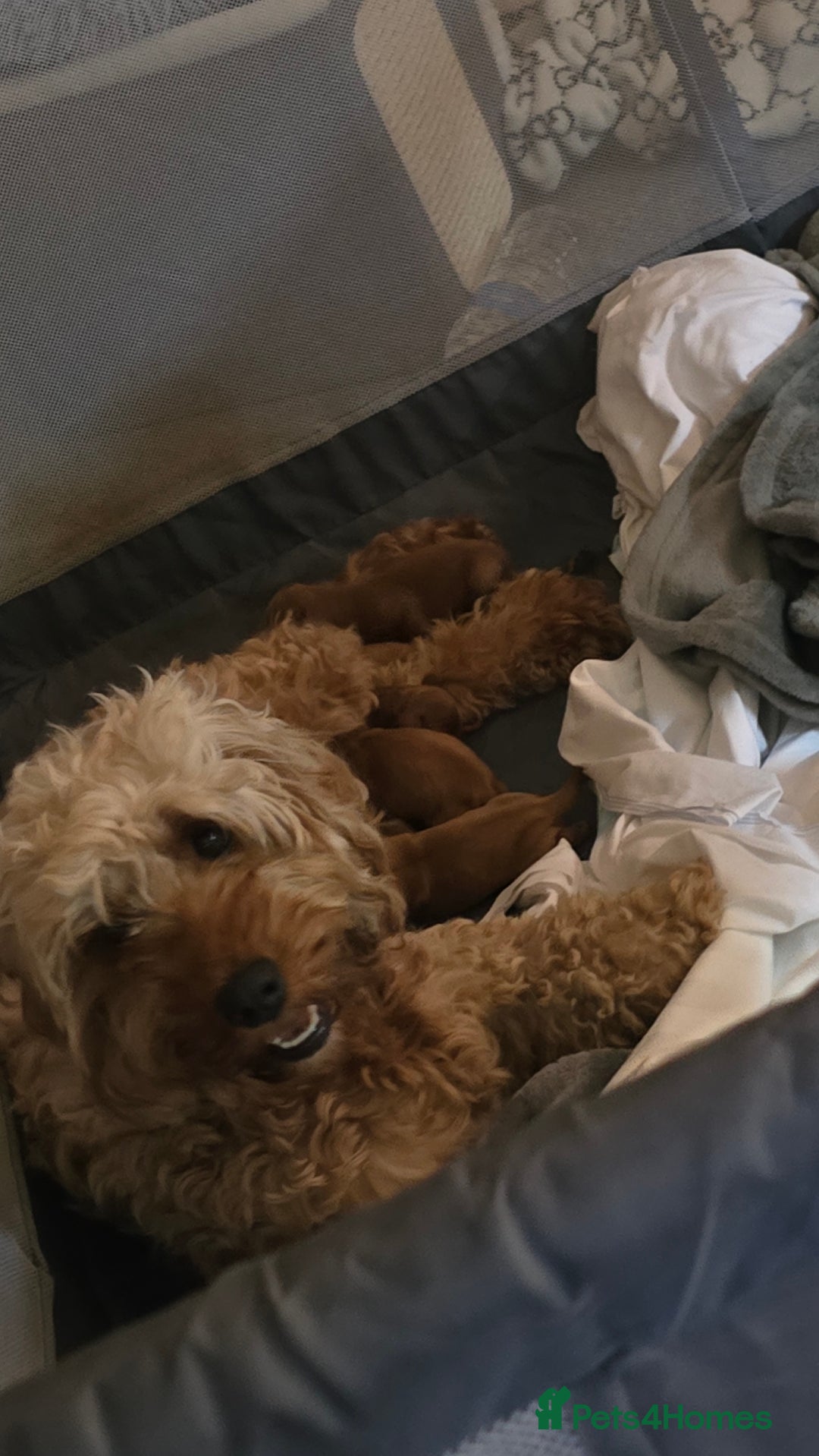 Cockapoo dogs for sale: Beautiful cockapoo puppies - Advert 11