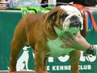 English Bulldog dogs in Rushden - Advert 16