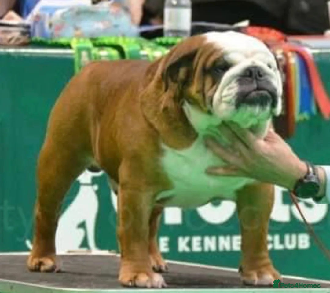 English Bulldog dogs for stud: 🎊MULTI CH UK CHAMPION VICE WORLD WINNER 2023🎉 in Rushden - Advert 1