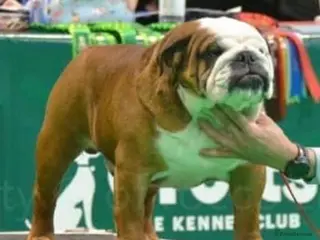 English Bulldog dogs 🎊MULTI CH UK CHAMPION VICE WORLD WINNER 2023🎉 in Rushden - Advert 1