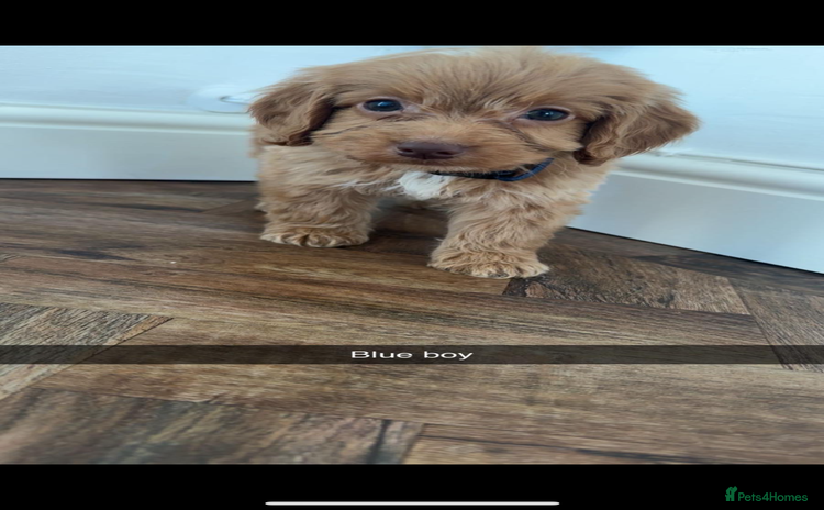 Cockapoo dogs - Advert 1