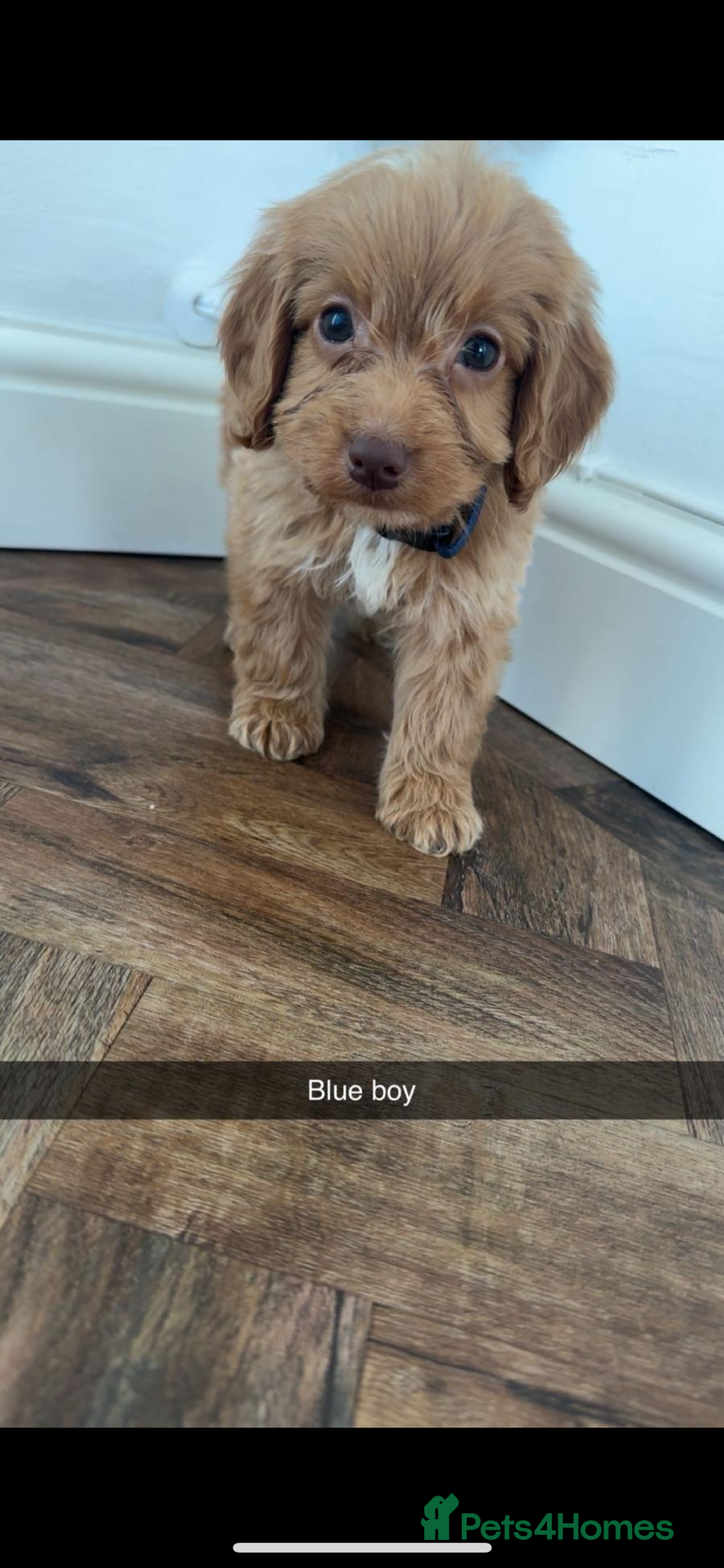 Cockapoo dogs for sale: 8 golden cockerpoos babies !!! - Image 1