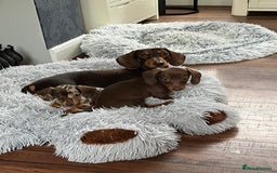 Miniature Dachshund dogs for sale: READY NOW - short haired miniature dachshunds  - Image 13