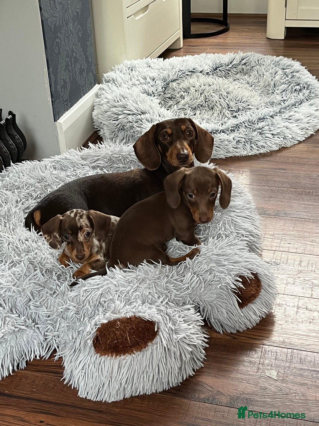 Miniature Dachshund dogs for sale: READY NOW - short haired miniature dachshunds  - Image 13