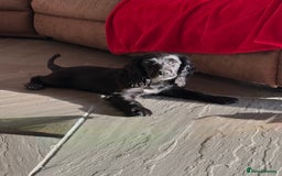 Cocker Spaniel dogs for sale: FULLY VACCINATED Black FEMALE cocker spaniel in Mold - Image 2