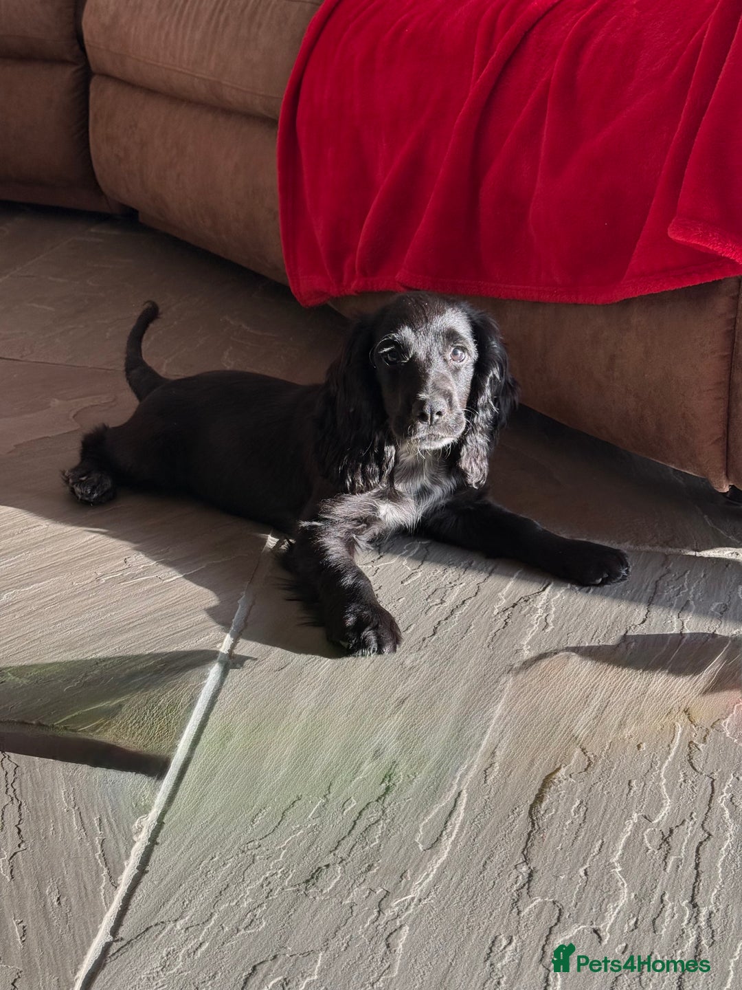 Cocker Spaniel dogs for sale: FULLY VACCINATED Black FEMALE cocker spaniel in Mold - Image 2