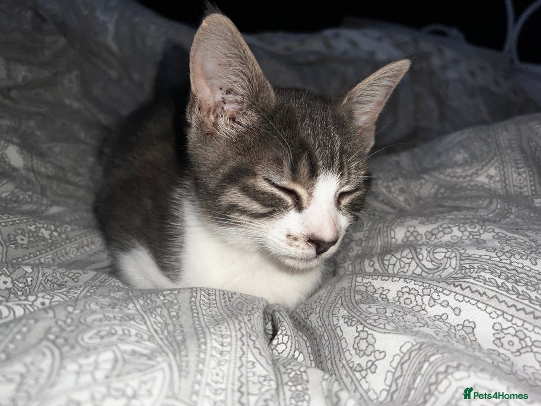 Domestic Shorthair cats for sale: Beautiful grey and white kittens  - Image 1