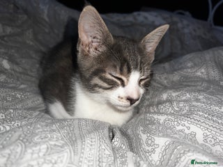 Domestic Shorthair cats - Advert 38