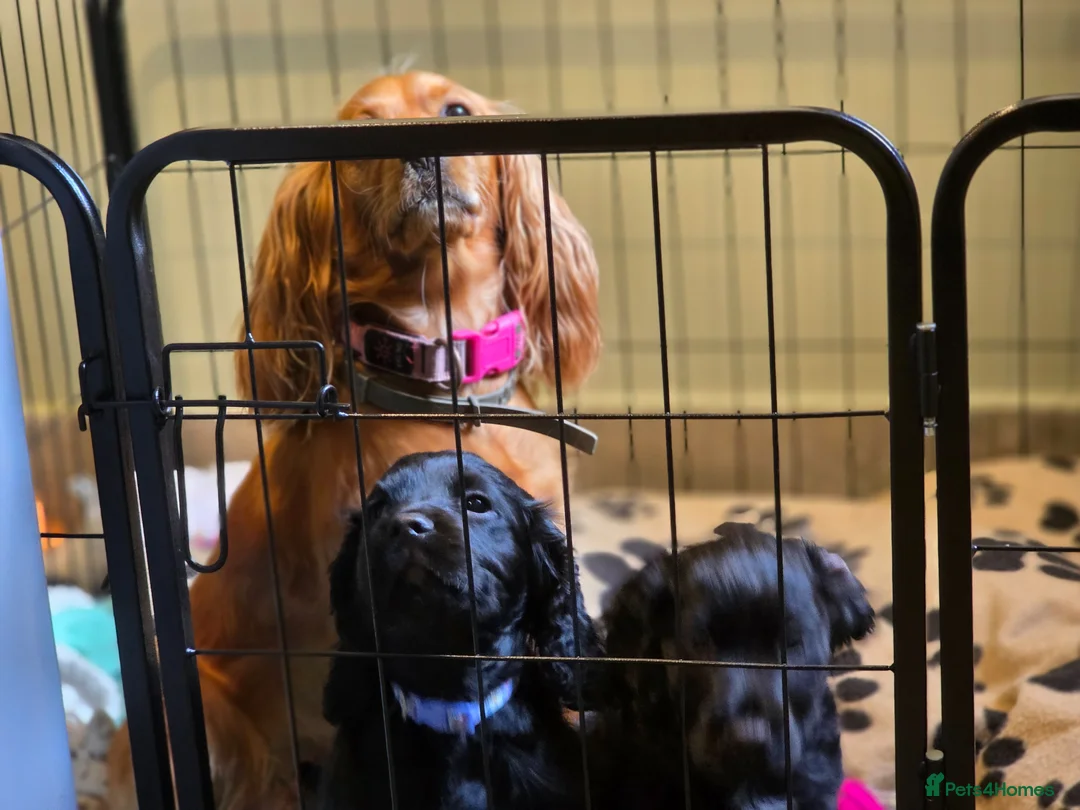 Cocker Spaniel dogs for sale: 1 male cocker spaniel looking for new home - Advert 1