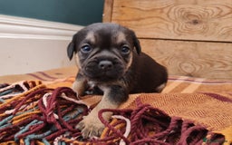 Border Terrier dogs for sale: Blue and Tan Border Terrier Pups, Ready Dec 13th - Advert 10