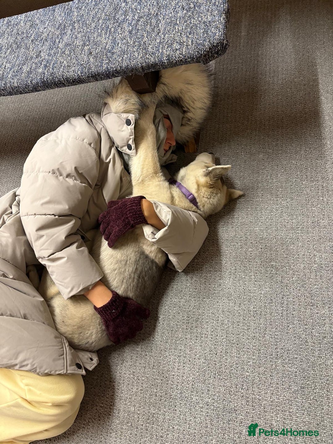 Shepsky dogs for sale: Husky - Advert 3