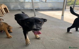 Mixed Breed dogs for adoption: Jenny, 18 months. Available for adoption. - Image 2