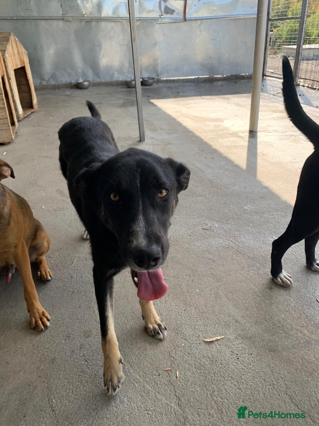Mixed Breed dogs for adoption: Jenny, 18 months. Available for adoption. - Image 2