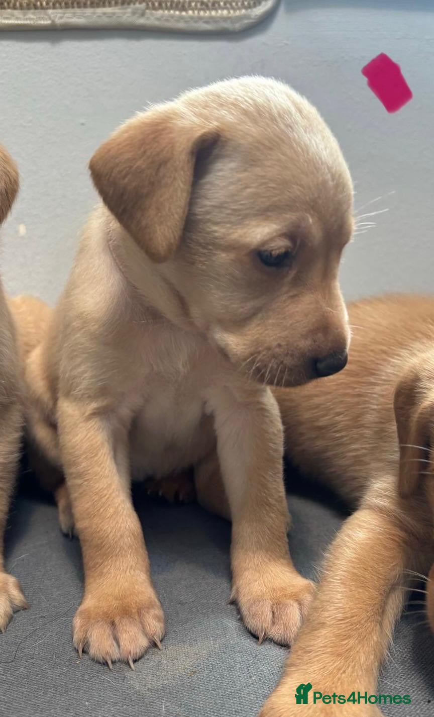 Labrador Retriever dogs 10 adorable fox red Labrador puppies  - Advert 2
