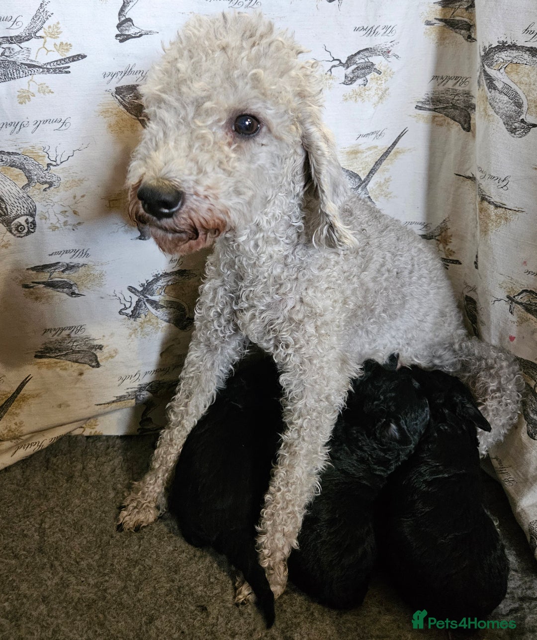 Mixed Breed dogs for sale: Bedlington x Poodle Puppies - Image 12