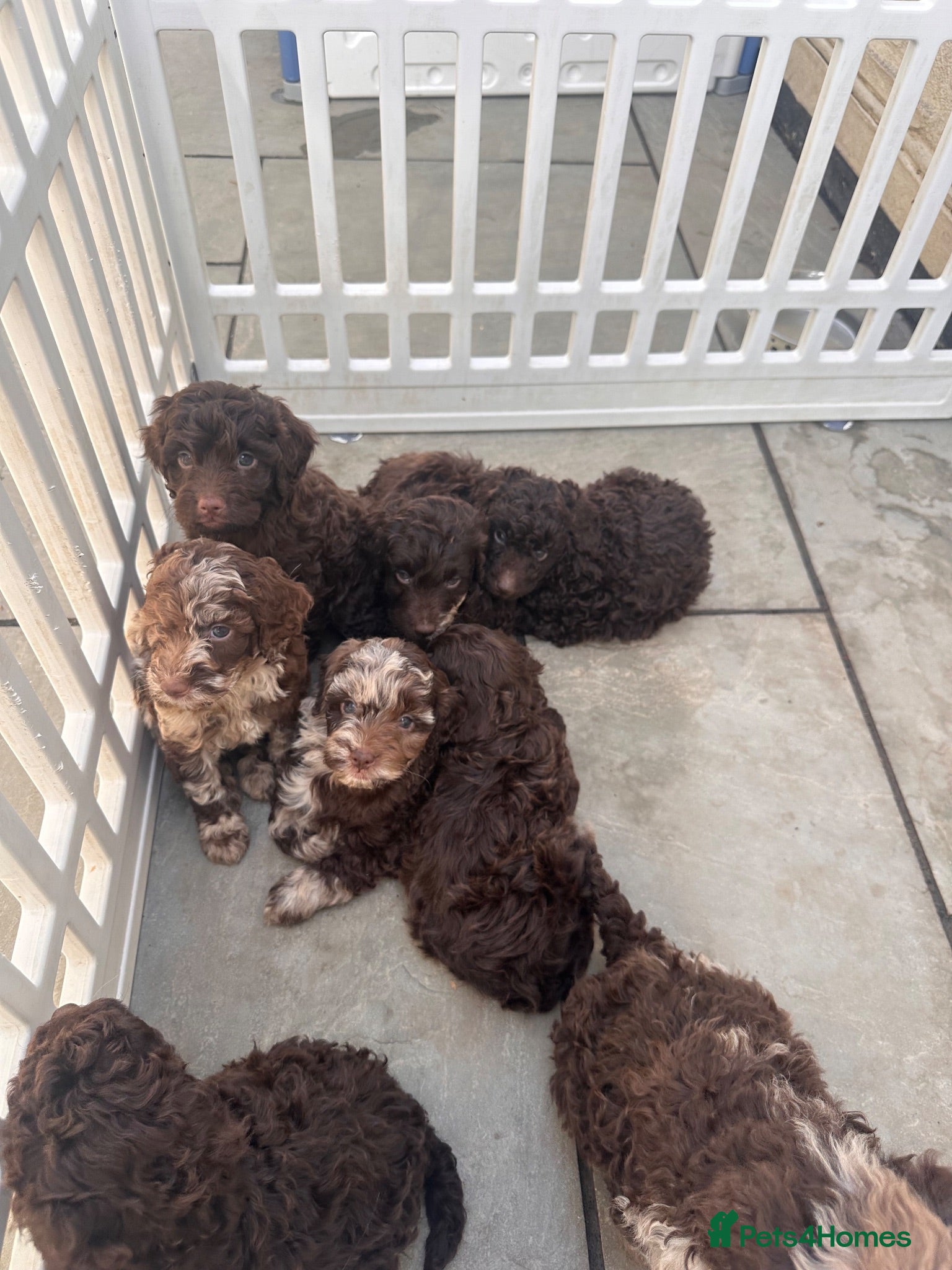 Cockapoo dogs Gorgeous F1B Cockapoo Puppies 🐾 - Advert 2