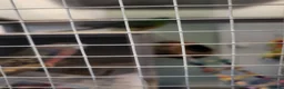 Parakeets birds for sale: 3 Birds and Big  wooden  cage nearly  new   - Advert 3