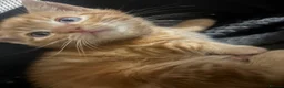 Domestic Shorthair cats for sale:  Meet Our 3 Adorable Ginger Boy Kittens 🧡 - Advert 7