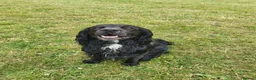 Sprocker dogs for stud: Outstanding Black Sprocker Spaniel for Stud in Yeovil - Advert 1