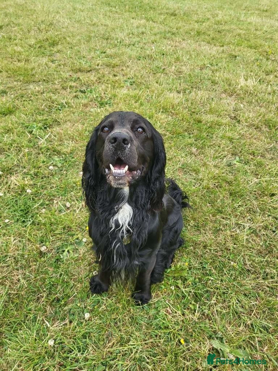 Sprocker dogs for stud: Outstanding Black Sprocker Spaniel for Stud in Yeovil - Advert 1