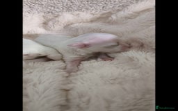 Maltese dogs for sale: Korean line Maltese puppies - Image 6