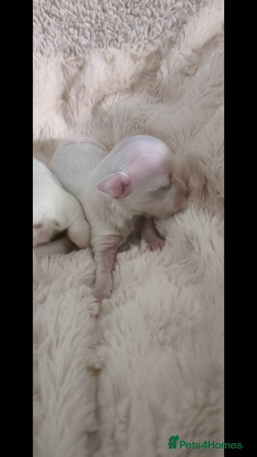 Maltese dogs for sale: Korean line Maltese puppies - Image 6