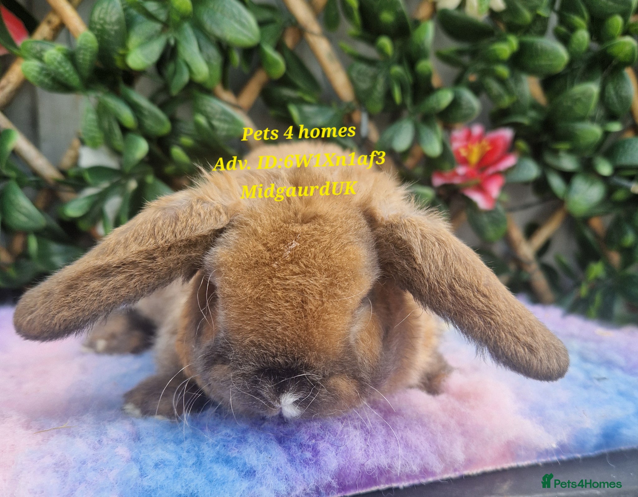 Mini Lop rabbits Baby miniture plush lops LAST ONE LEFT!!! - Advert 1