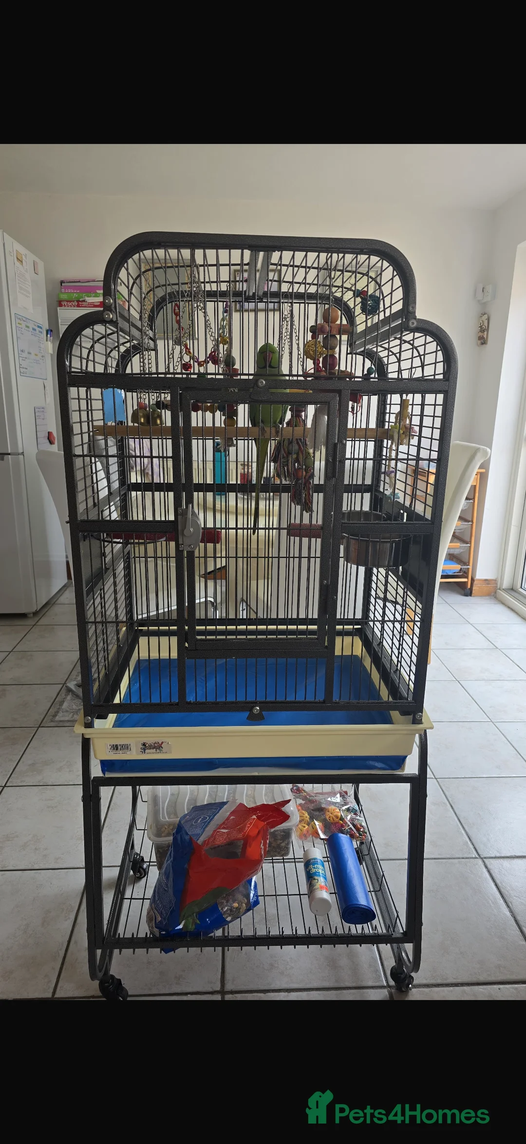Budgerigars birds for sale: Silly tame and talking Indian ringneck with cage  - Advert 3