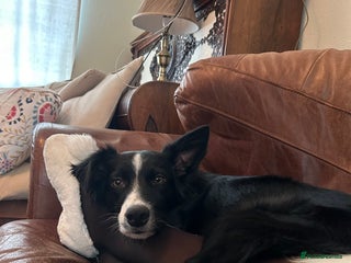 Mixed Breed dogs Collie Cocker puppies available mid Dec - Advert 1