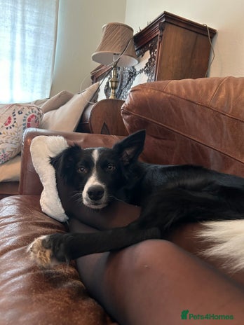 Mixed Breed dogs Collie Cocker puppies available mid Dec - Advert 1