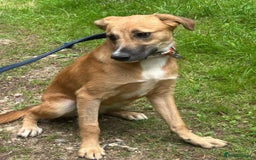 Mixed Breed dogs for adoption: Laska - Norwich Norfolk  - Image 7