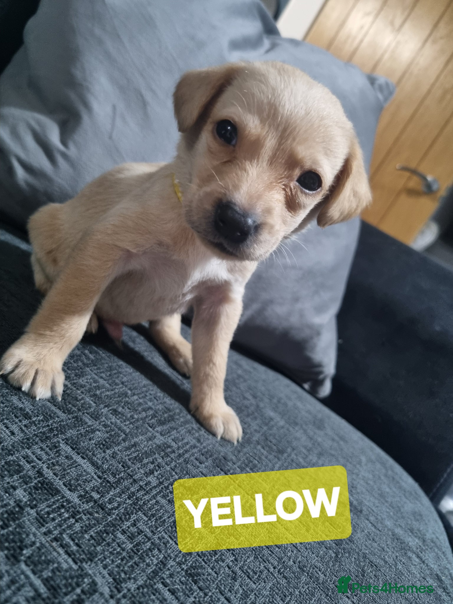 Labrador Retriever dogs ⭐️* x6 STUNNING MALE LABRADOR PUPS! *⭐️ RTG 18/04 - Advert 2