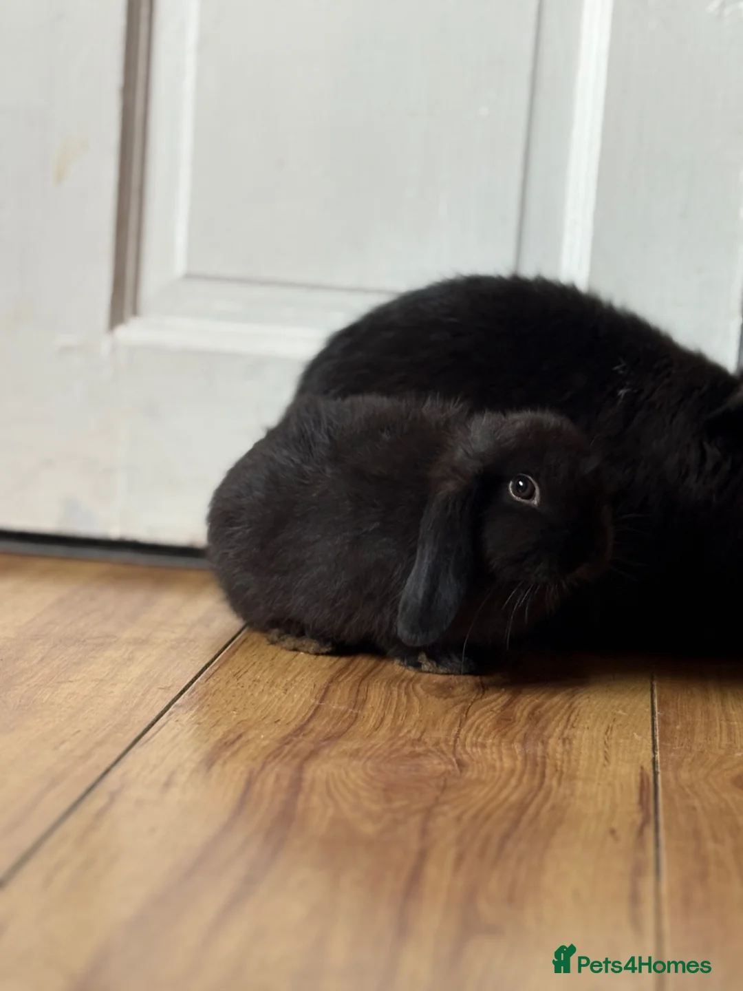 Mini Lop rabbits for sale: 5 x mini lops - Advert 5