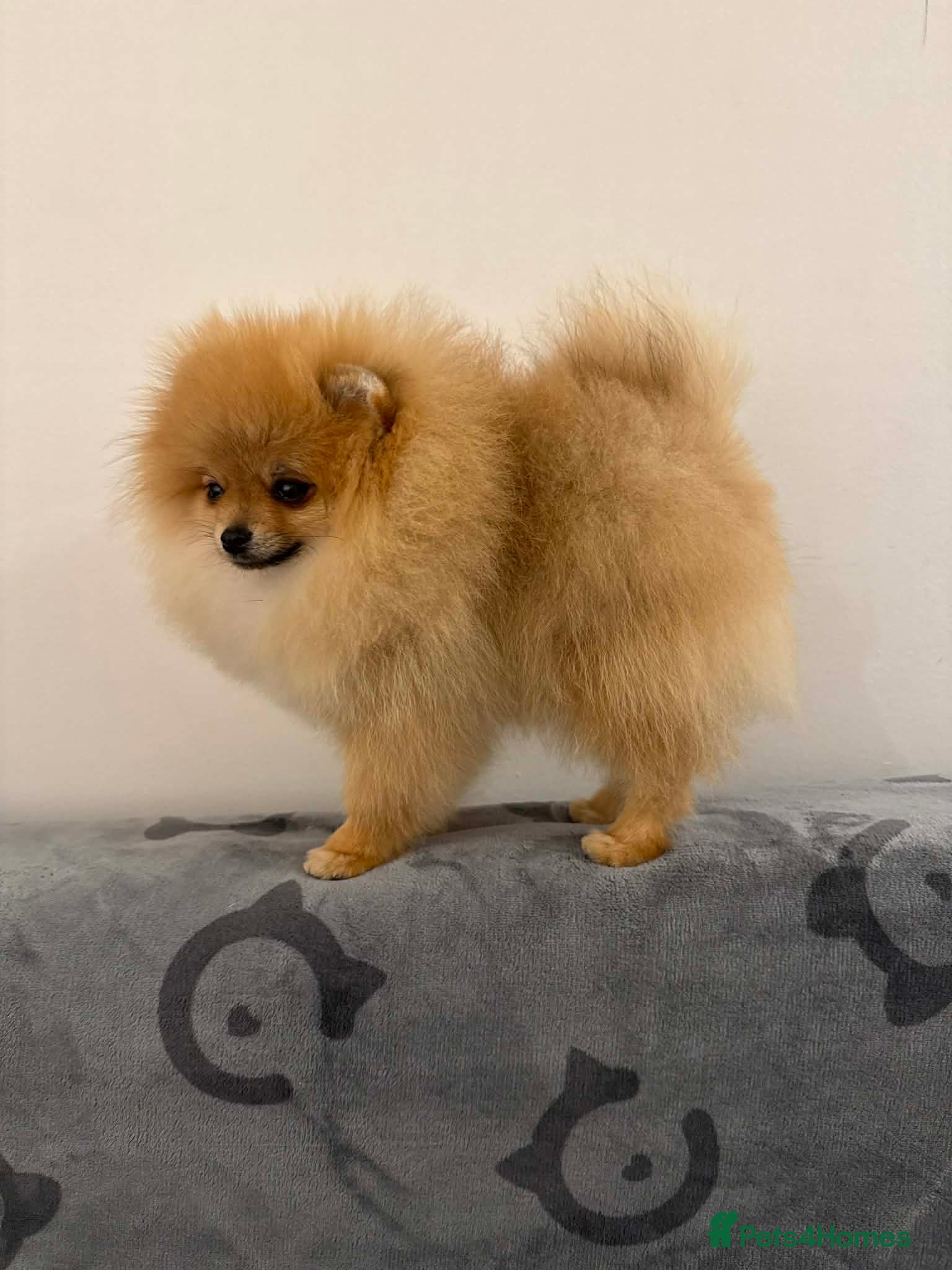 Pomeranian dogs orange Pomeranian puppy - Advert 14