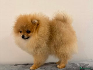 Pomeranian dogs orange Pomeranian puppy - Advert 14