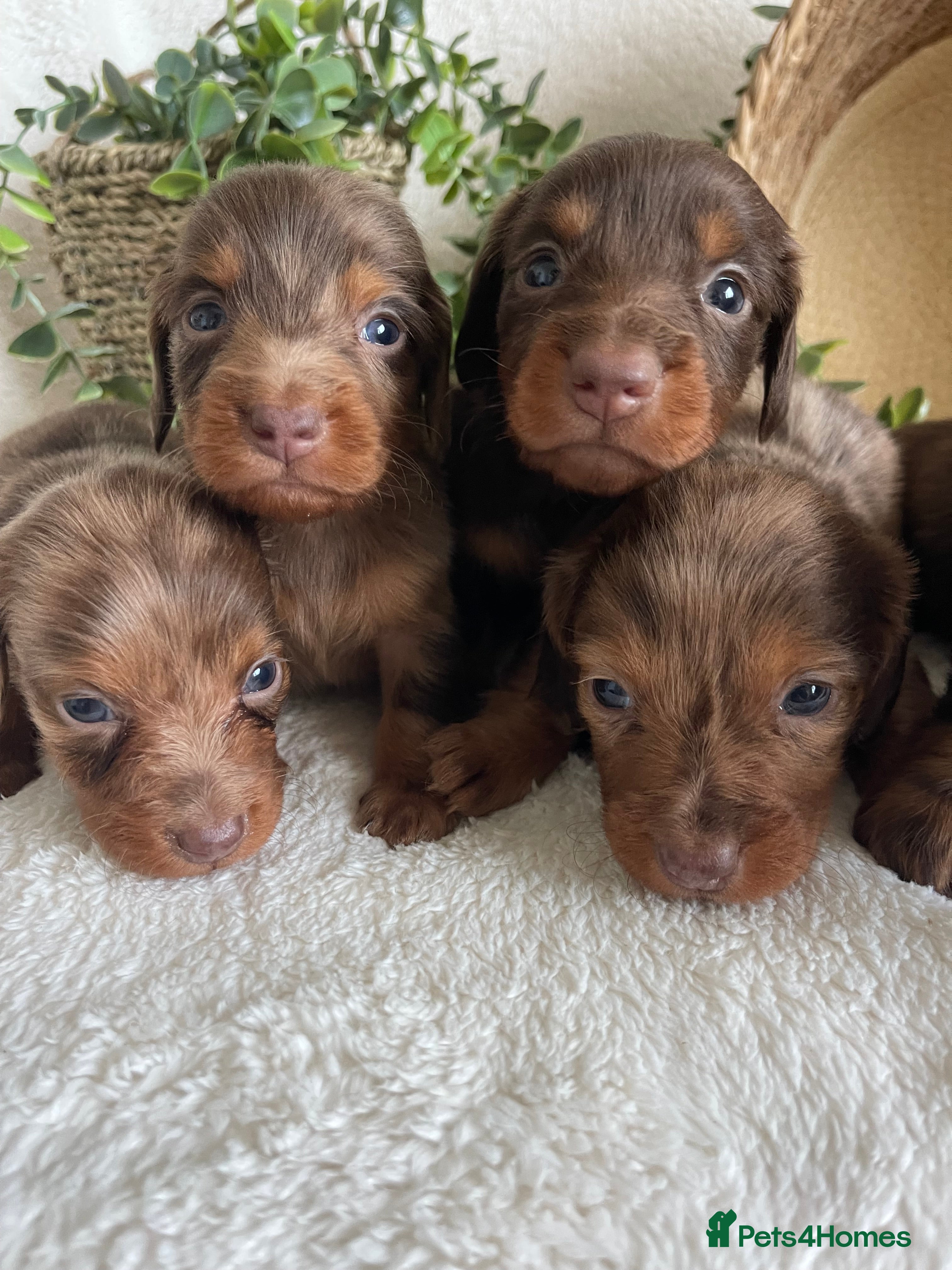 Miniature Dachshund dogs STUNNING LONGHAIRED DNA CLEAR MINI DACHSHUNDS - Advert 18