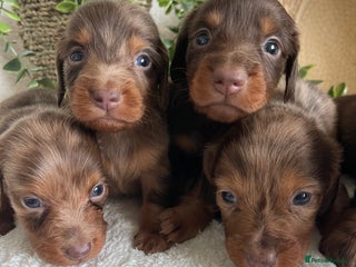 Miniature Dachshund dogs STUNNING DNA CLEAT MINI DACHSHUNDS - Advert 15