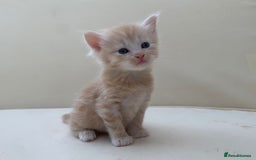 Mixed Breed cats for sale: Gorgeous Siberian Neva Masquerade Cross Kittens! - Image 8