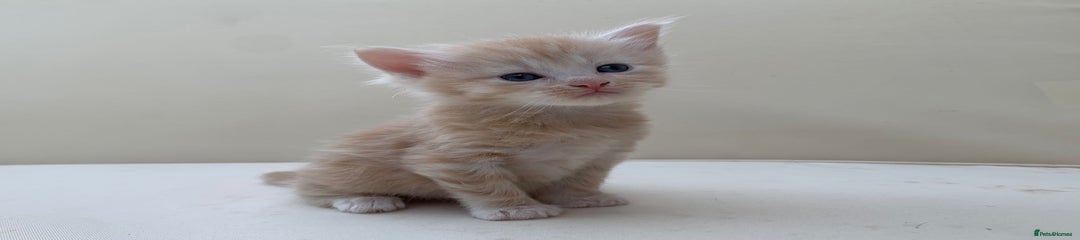 Mixed Breed Kitten 1