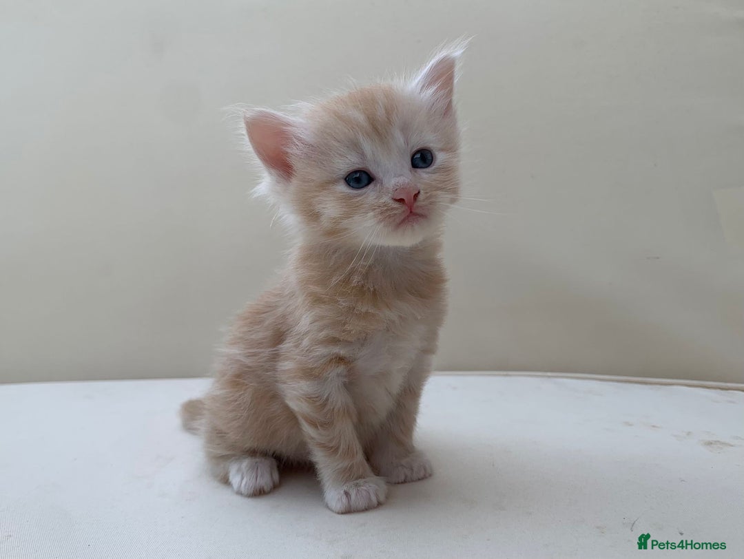 Mixed Breed cats for sale: Gorgeous Siberian Neva Masquerade Cross Kittens! - Image 8