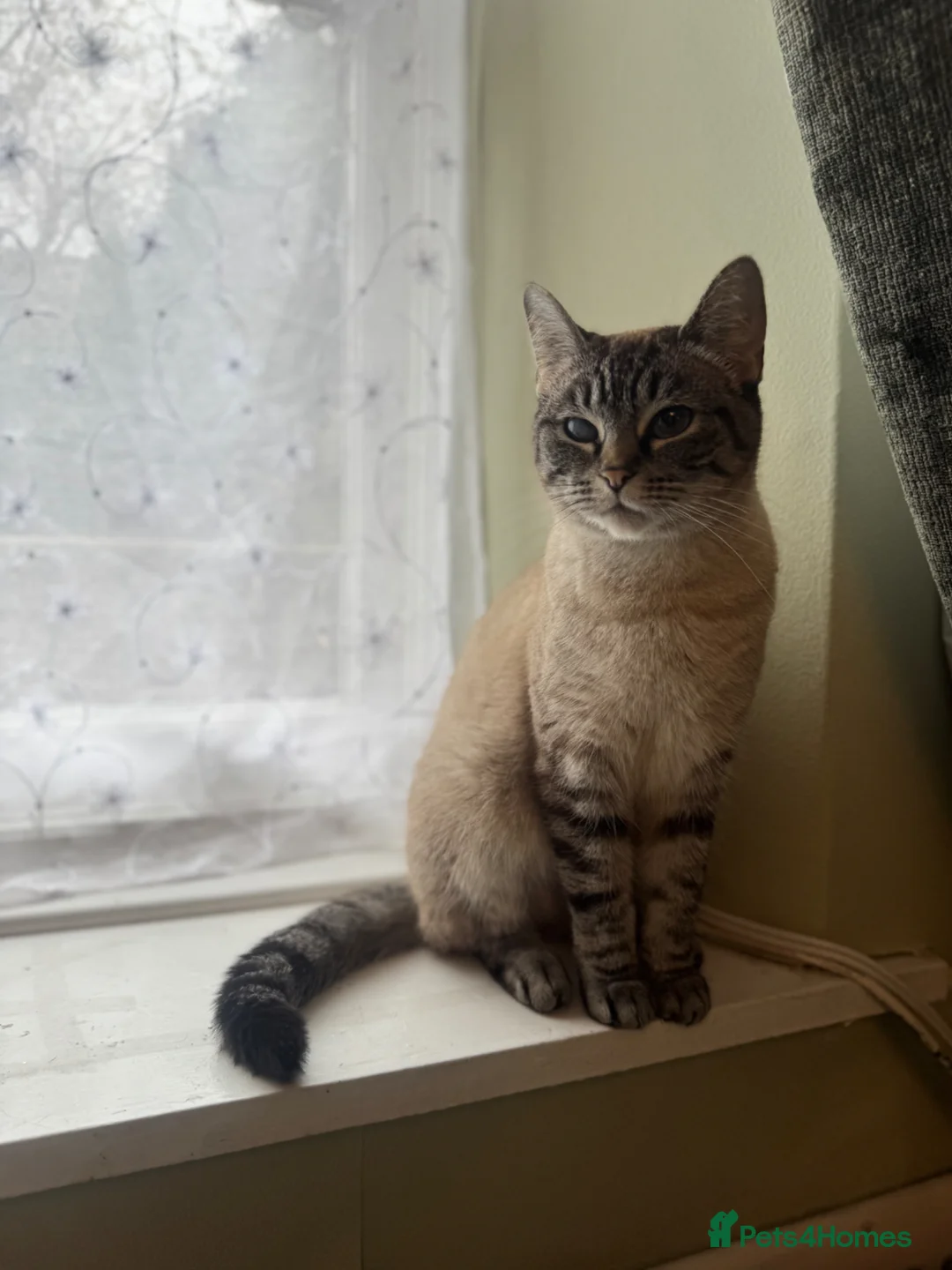 Mixed Breed cats for sale: Exceptionally friendly Ragdoll Cross - Advert 5