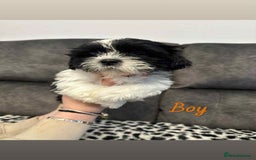 Shih Tzu dogs for sale: 🩷 Beautiful Shitzu Puppies 🩷 - Image 19