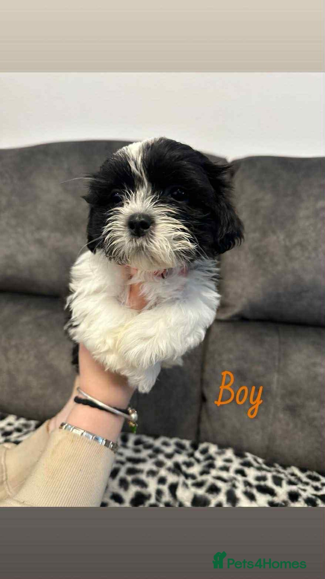 Shih Tzu dogs for sale: 🩷 Beautiful Shitzu Puppies 🩷 - Image 19