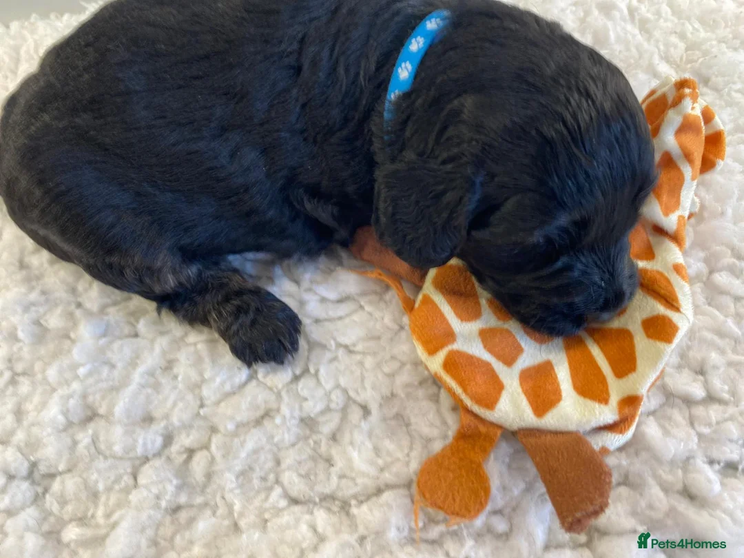 Mini Goldendoodle dogs for sale: F1 Goldendoodle - Advert 29
