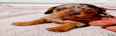 Dachshund 2