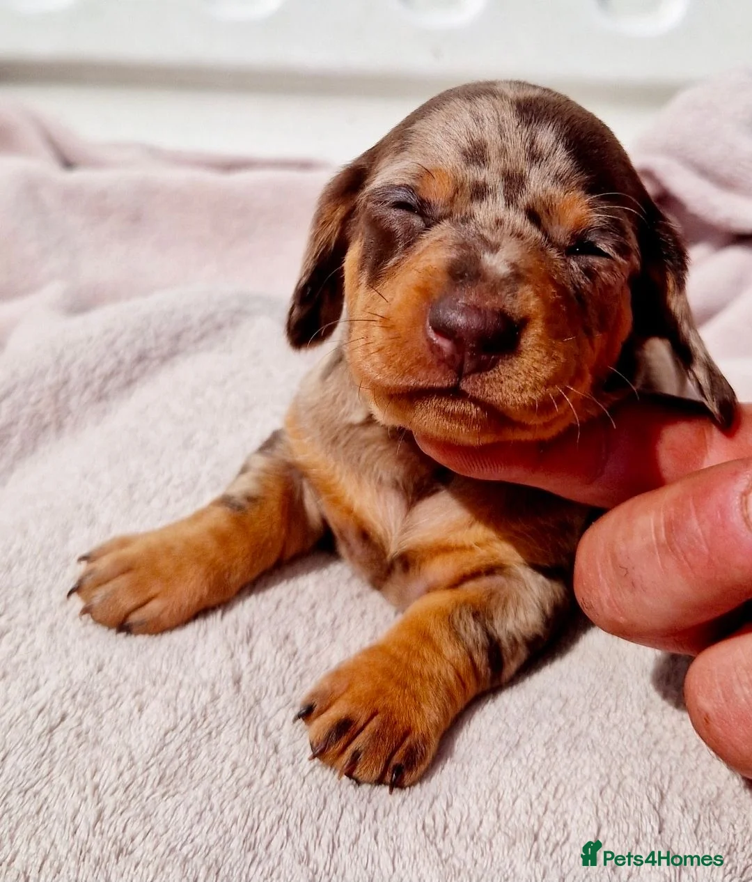 Dachshund dogs for sale: PRA CLEAR DACHSHUND - Advert 2