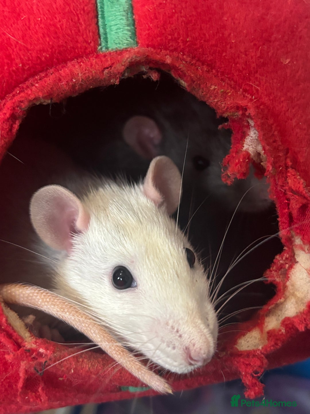 Rat rodents for sale: 2 friendly male rats for sale - Advert 5